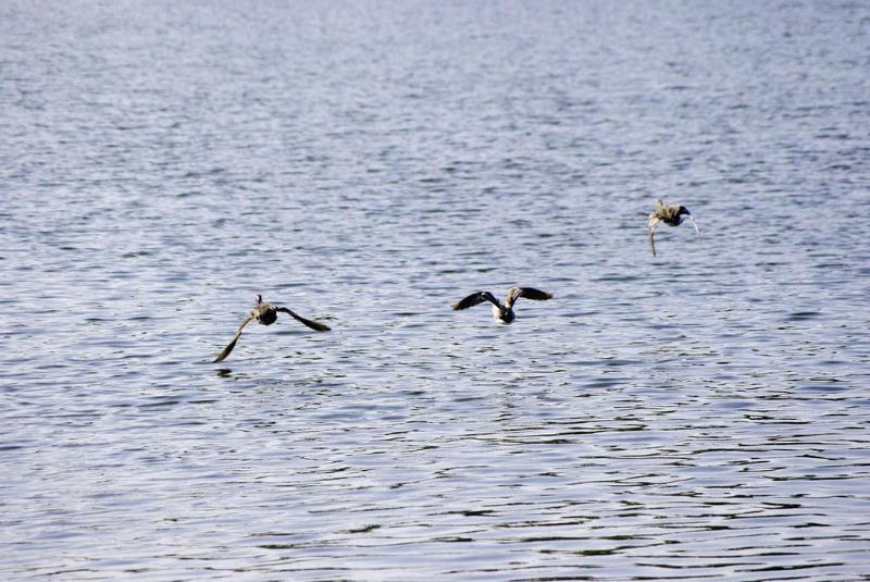 Готель Ibis Tours Sud Шамбре-ле-Тур Екстер'єр фото